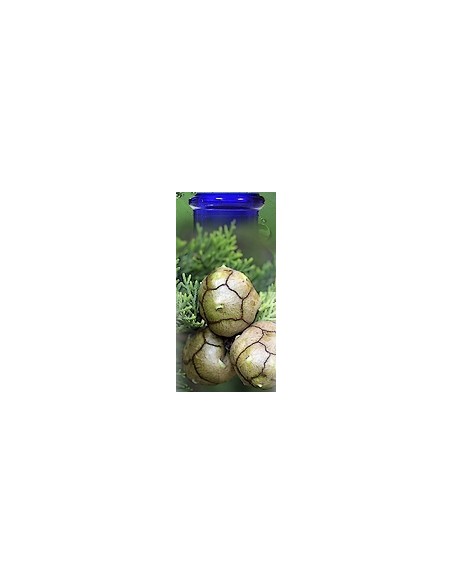 Cyprès de Provence Bio
